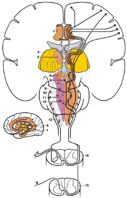 Боковой спинно-таламический тракт. Передний спинно-таламический путь. ИНТРАСПИНАЛЬНЫЙ орган. Спинно ретикулярный путь.